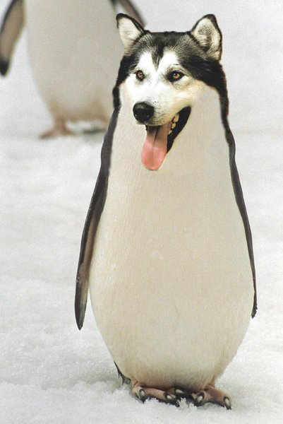 penguin dog hybrid