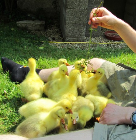 Goslings - 2011