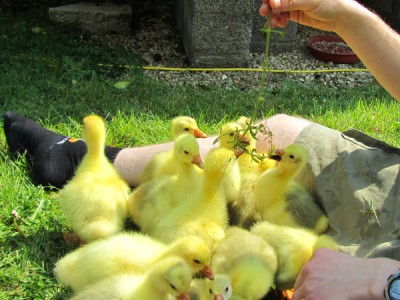 Goslings - 2011